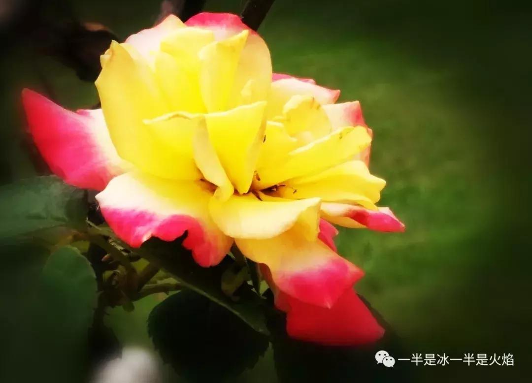 现代诗夜雨,现代诗晨兴配图