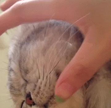 不小心把猫咪胡子薅下来了怎么办,不小心把猫咪胡子拔下来了怎么办