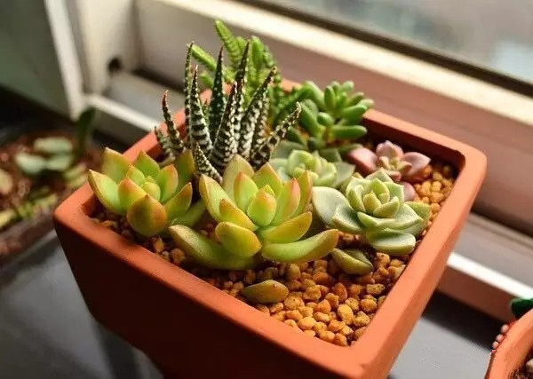 夏日多肉养花技巧图解,十二种招财多肉怎么浇水