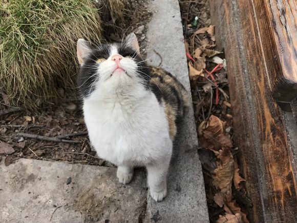 又见流浪猫粘人高颜值惹人怜惜,见到过最可爱的流浪猫