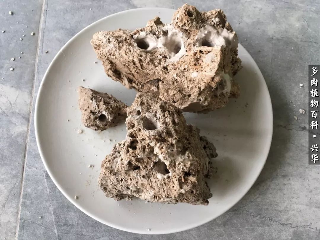 上水石假山造景庭院,上水石假山养的植物