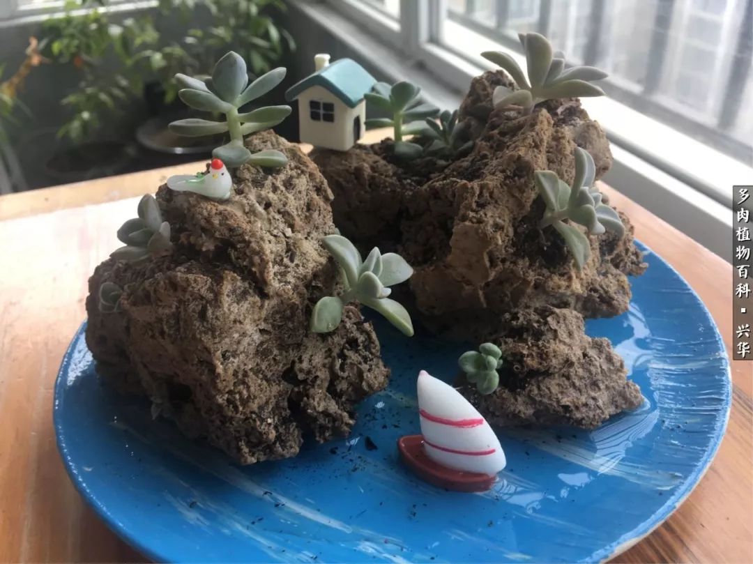 上水石假山造景庭院,上水石假山养的植物