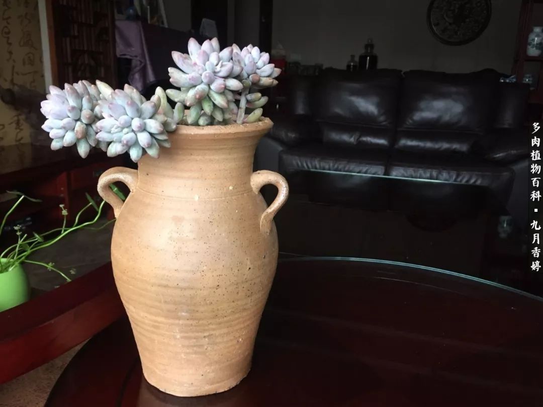 新手入坑必养多肉,刚入坑的多肉怎么养