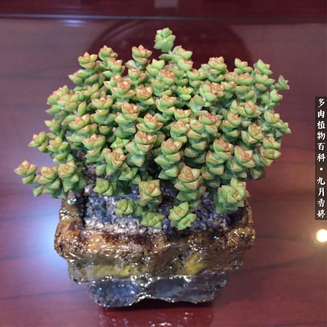 新手入坑必养多肉,刚入坑的多肉怎么养