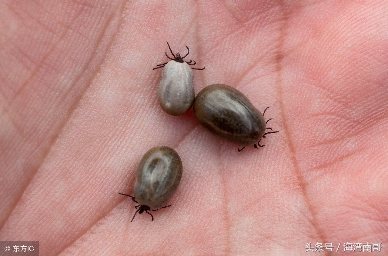 牛被蜱虫咬后怎么治疗,很小的牛蜱虫咬人拔了之后怎么办
