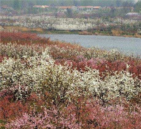 砀山县各乡镇经济排名,安徽砀山经济条件怎么样