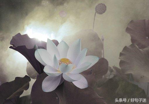 禅悟人生经典语录少说话,禅悟人生最简单的一段话