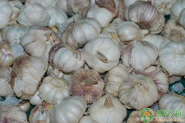 7月4日各地大蒜价格行情预测