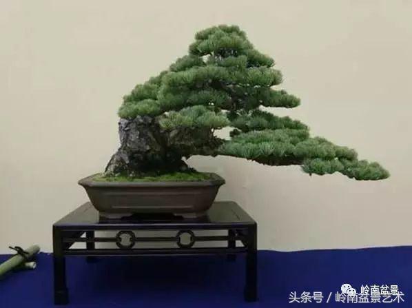 地瓜榕盆景的修剪技巧,金豆盆景修剪视频大全