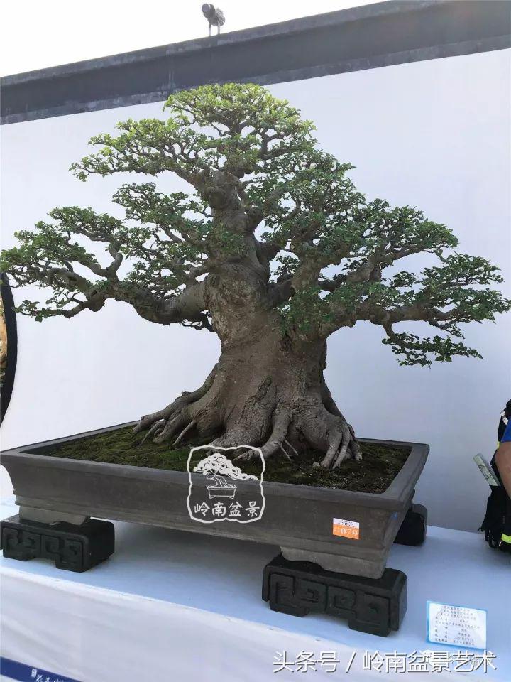 地瓜榕盆景的修剪技巧,金豆盆景修剪视频大全