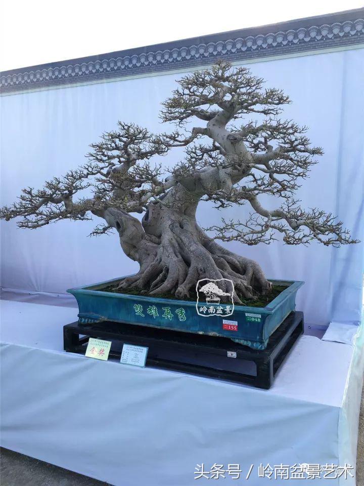 地瓜榕盆景的修剪技巧,金豆盆景修剪视频大全