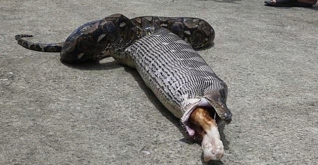 巨蟒进食巨猫,巨型蟒蛇与猫