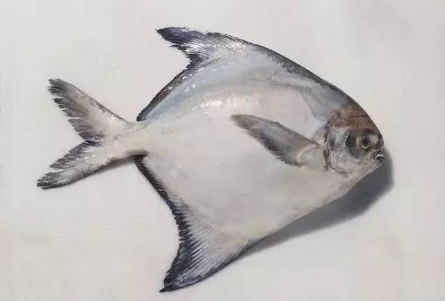 海鱼肉质鲜美，营养价值也高的10种鱼，你吃过几种？