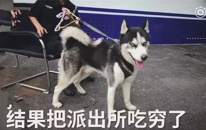 哈士奇被带到警局,哈士奇被猫教训回家后被主人教育
