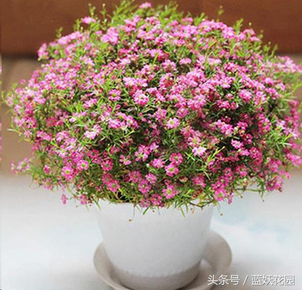 三角梅换盆花蔫了怎么办,养花换下的土怎么处理再用