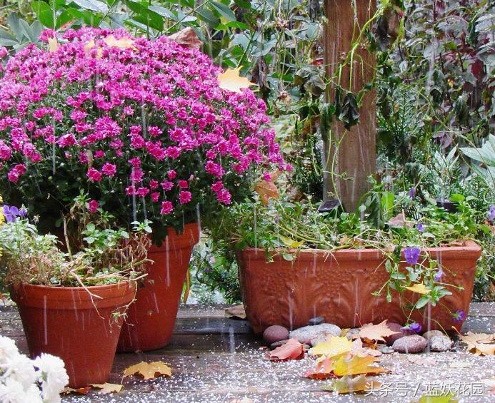 三角梅换盆花蔫了怎么办,养花换下的土怎么处理再用