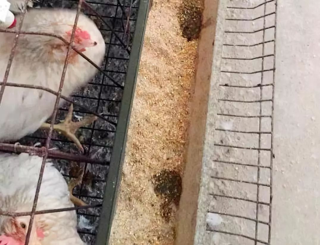 蛋鸡吐水啥原因呢？该如何有效防治？