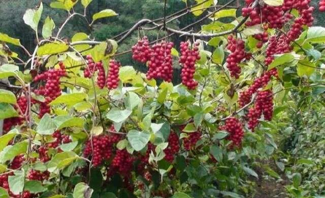 农村这几种野生美味越来越少,这些农村野菜你吃过哪几种