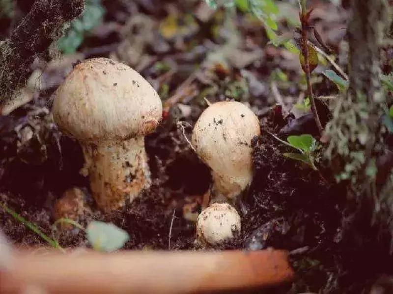 松茸有那么贵吗,为什么松茸鲜有的贵有的便宜