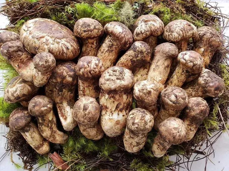 松茸有那么贵吗,为什么松茸鲜有的贵有的便宜