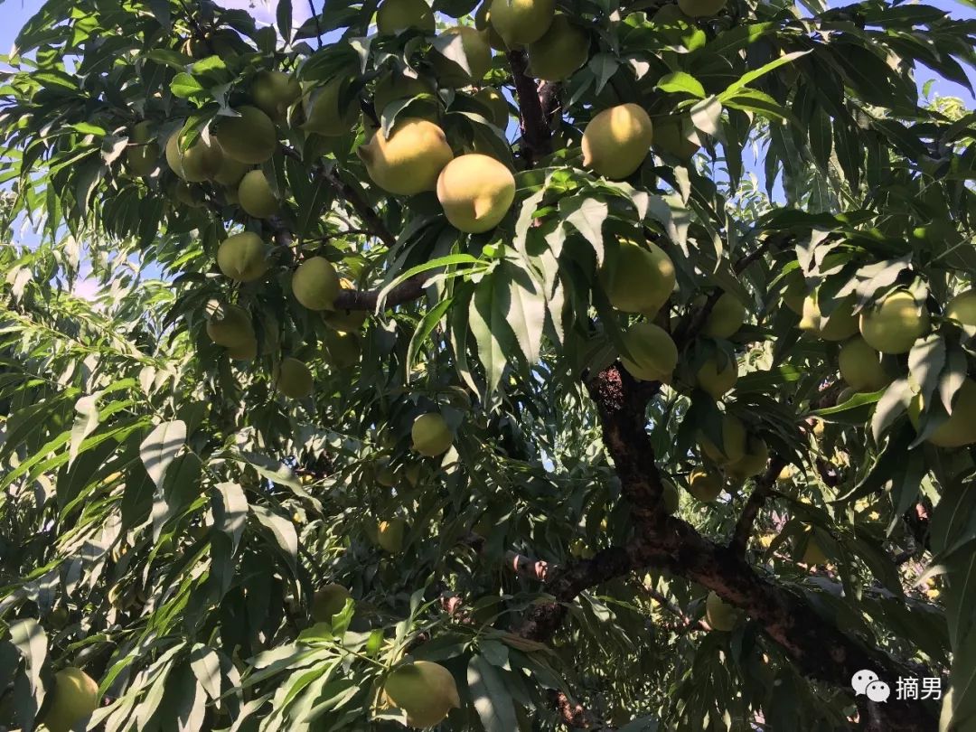 又脆又甜连平鹰嘴桃,连平正宗鹰嘴桃