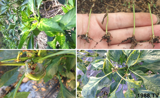 辣椒苗期药害怎么缓解,解除辣椒药害的方法