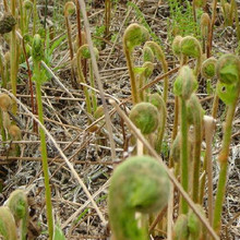 自然成熟无公害菜,纯绿色无污染菜