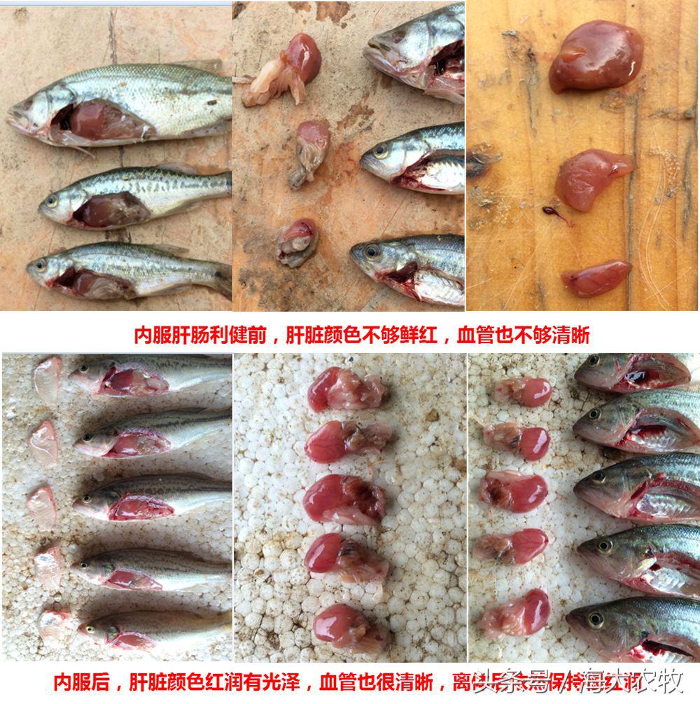 看，这就是别人家的鱼！“红润有光泽”，吃料“梆梆声”！