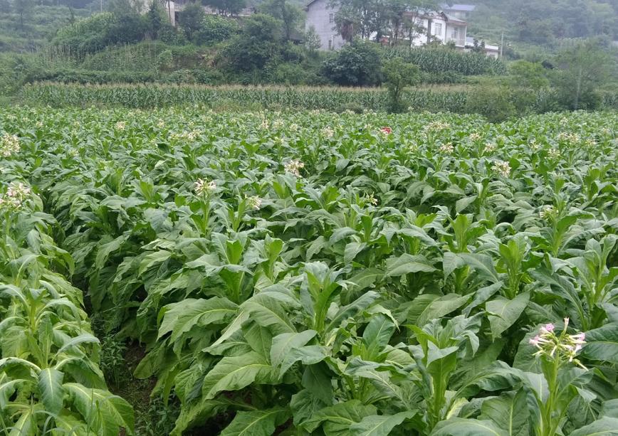 如何提高烟叶等级纯度,烟叶如何才能提高纯度