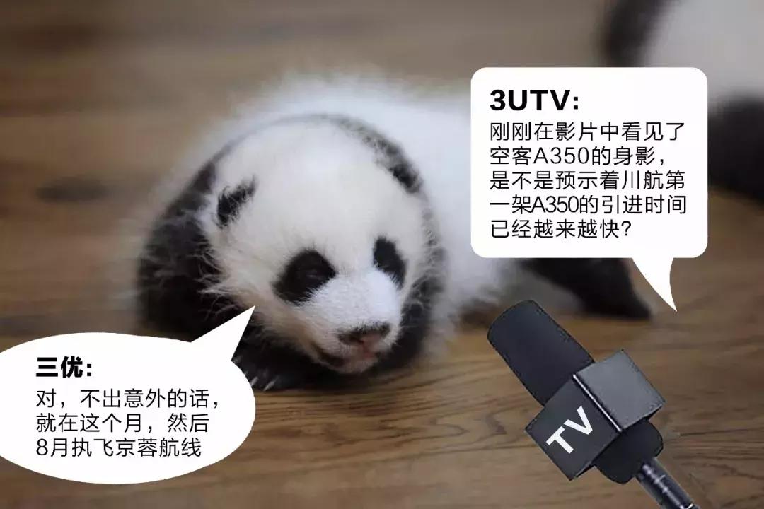 川航三优熊猫,四川航空认养大熊猫