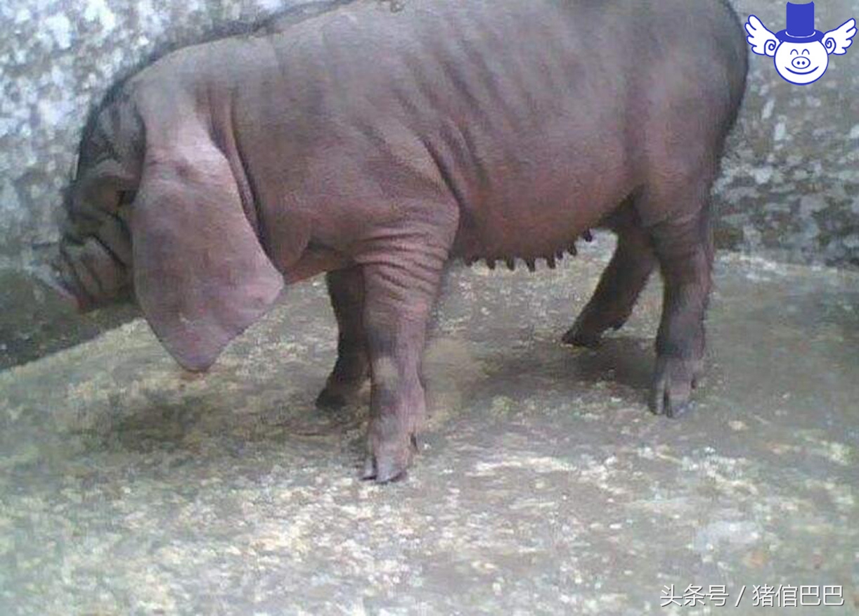 要想母猪多产仔用什么方法,想要母猪奶水多用啥办法