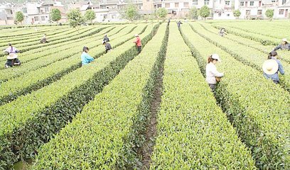 浅谈一下农业新模式,智慧农业的思路和策略