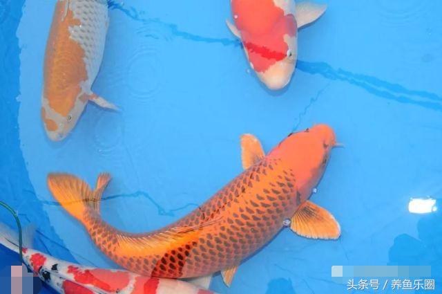 锦鲤怕光怎么解决,锦鲤喂食过多拒食