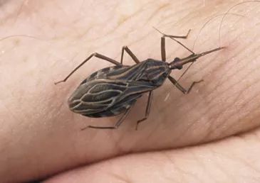 捉一只奖8元！广州全城“捉拿”的锥蝽，究竟是什么虫？