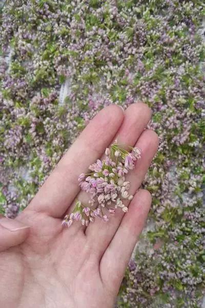 家乡平遥有种神仙都羡慕的花-仙幕花俗称“麻麻花”