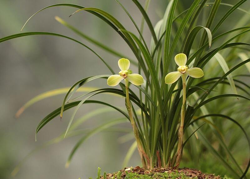 兰花品种大全及鉴别,绿宝石兰花属于什么品种的兰花