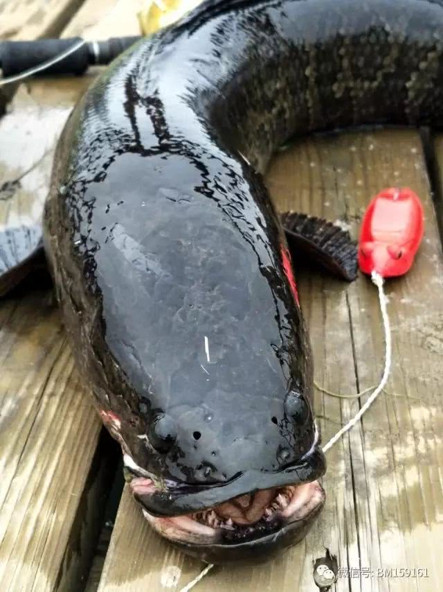 北大荒雷强打猎,北大荒雷强打黑