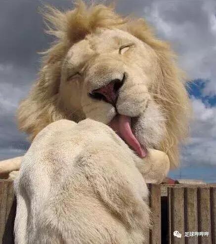 英格兰仍有夺冠希望,英格兰依然有机会夺冠