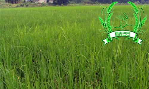 水稻的恶苗病怎么预防,水稻恶苗病的防治有效方法