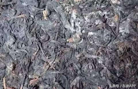 普洱生茶表面发霉跟白霜怎么区分,怎么判断普洱茶是白霜还是霉变