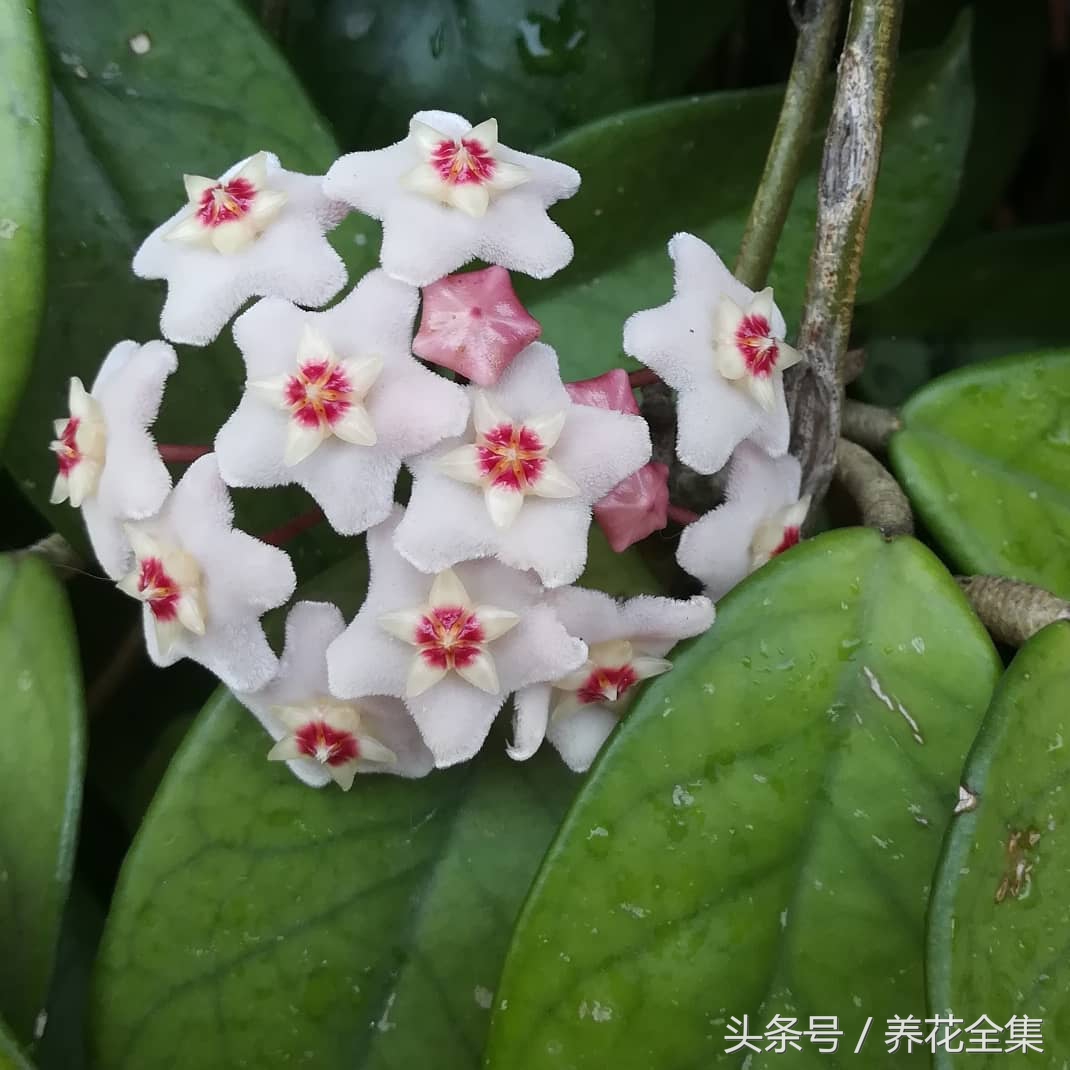 球兰的养殖方法及图片大全集,球兰的养殖方法和注意事项心得篇