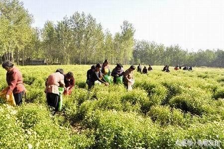 涟水县高沟镇历史,涟水高沟镇简介