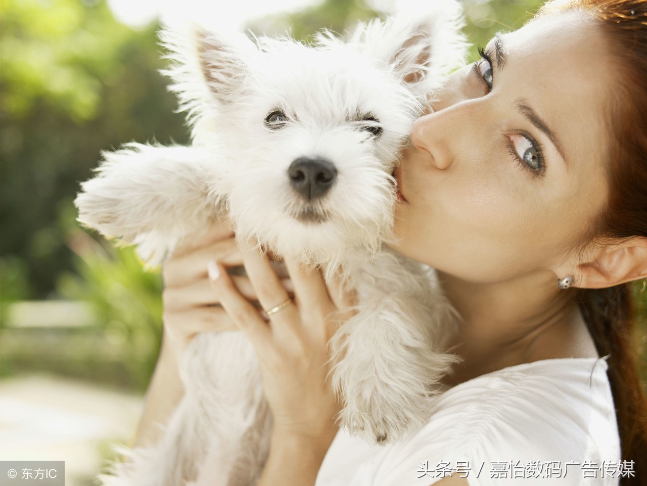 蜱虫的危害及预防,宠物预防蜱虫的最好方法