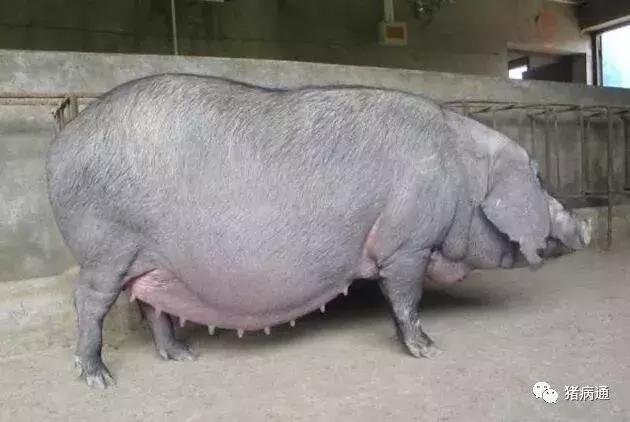 母猪临产前的症状及护理仔猪方法,母猪分娩后如何降低仔猪死亡