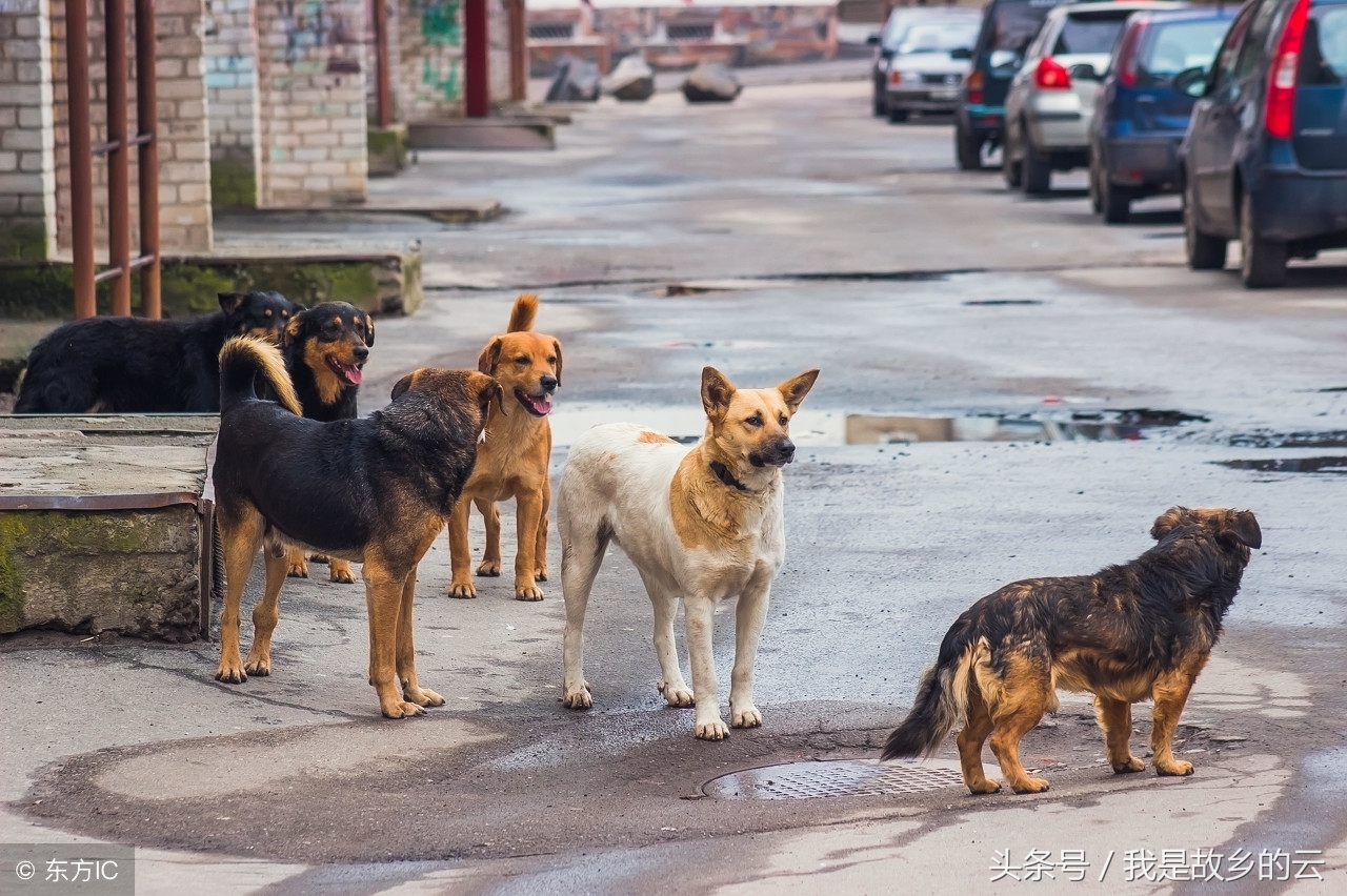 车撞狗逃逸怎么避免处罚,撞狗逃逸被罚200