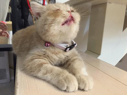 宠物对我很重要,宠物对你的爱是唯一的