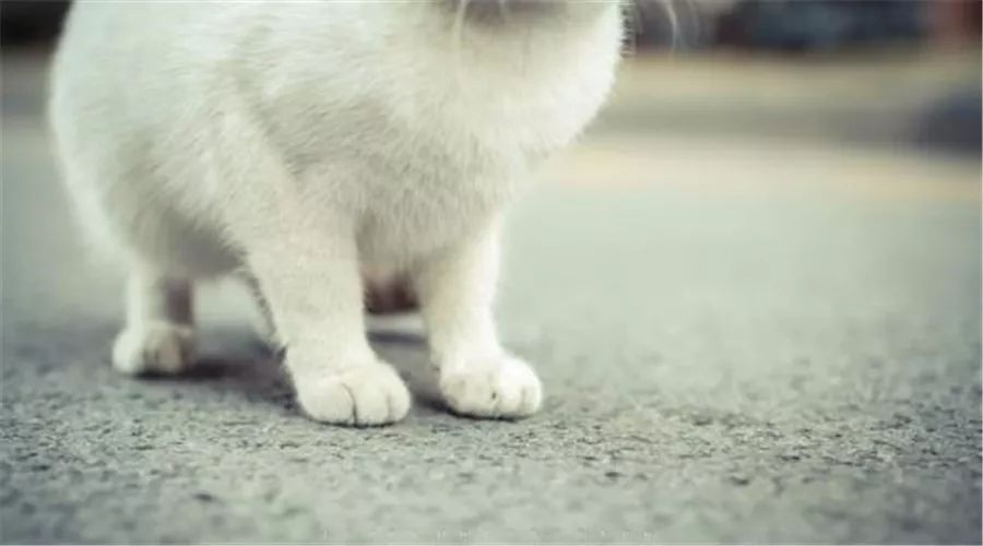 对不起啊小猫咪，我不是药神