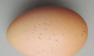 养鸡产蛋期间注意事项,养鸡十大问题及答案