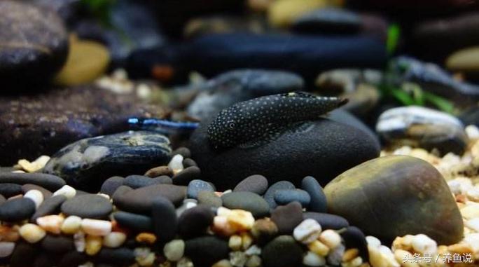 斗鱼怎么养比较容易成活,斗鱼怎么养才养得比较久