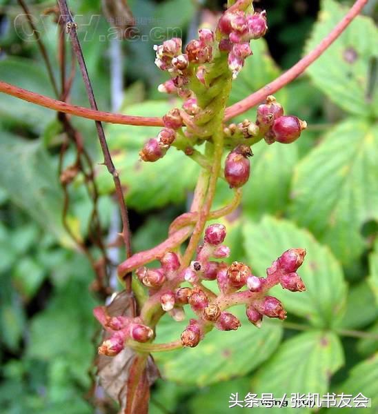 中药药材浪漫的名字,蕴含极致浪漫的中药名字